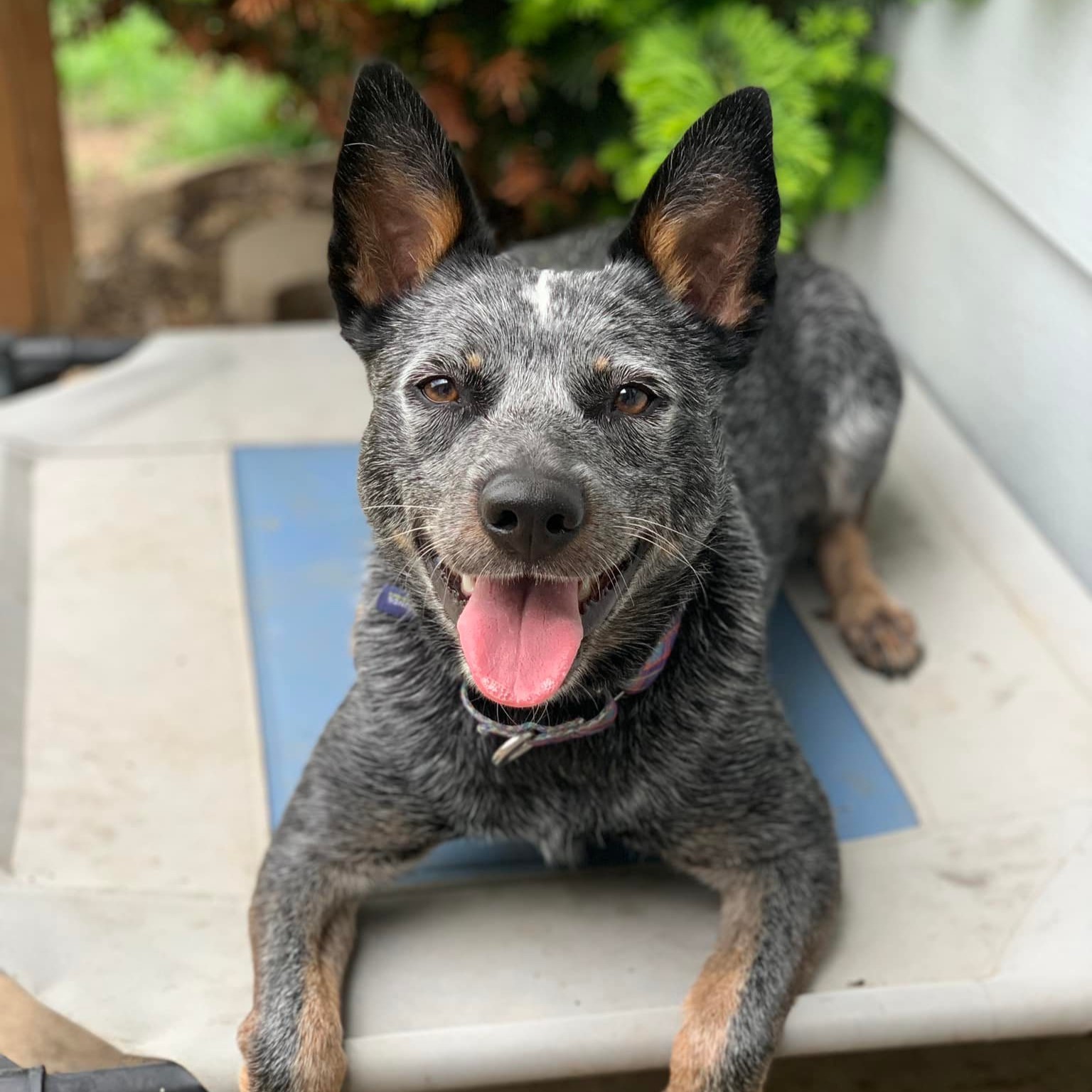 Blue heeler relaxing outside on a cot, looking into the camera