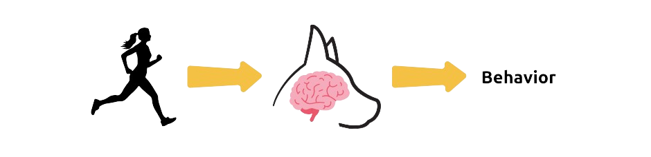 Diagram illustraing from left to right: person running, right arrow, outline of dog's head with a cartoon brain, right arrow, the word 'behavior'