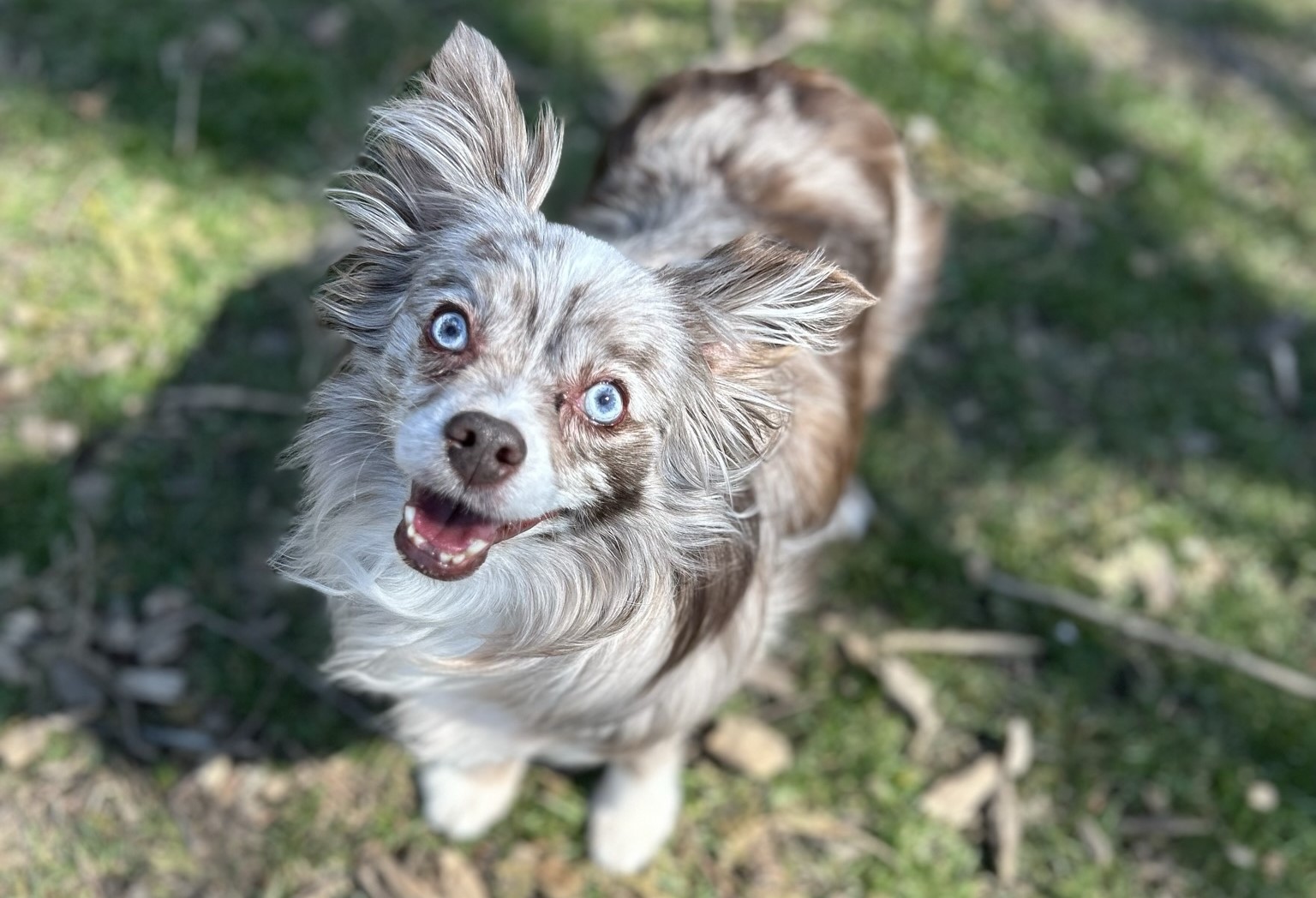 Small dog with blue eyes, looking into the camera