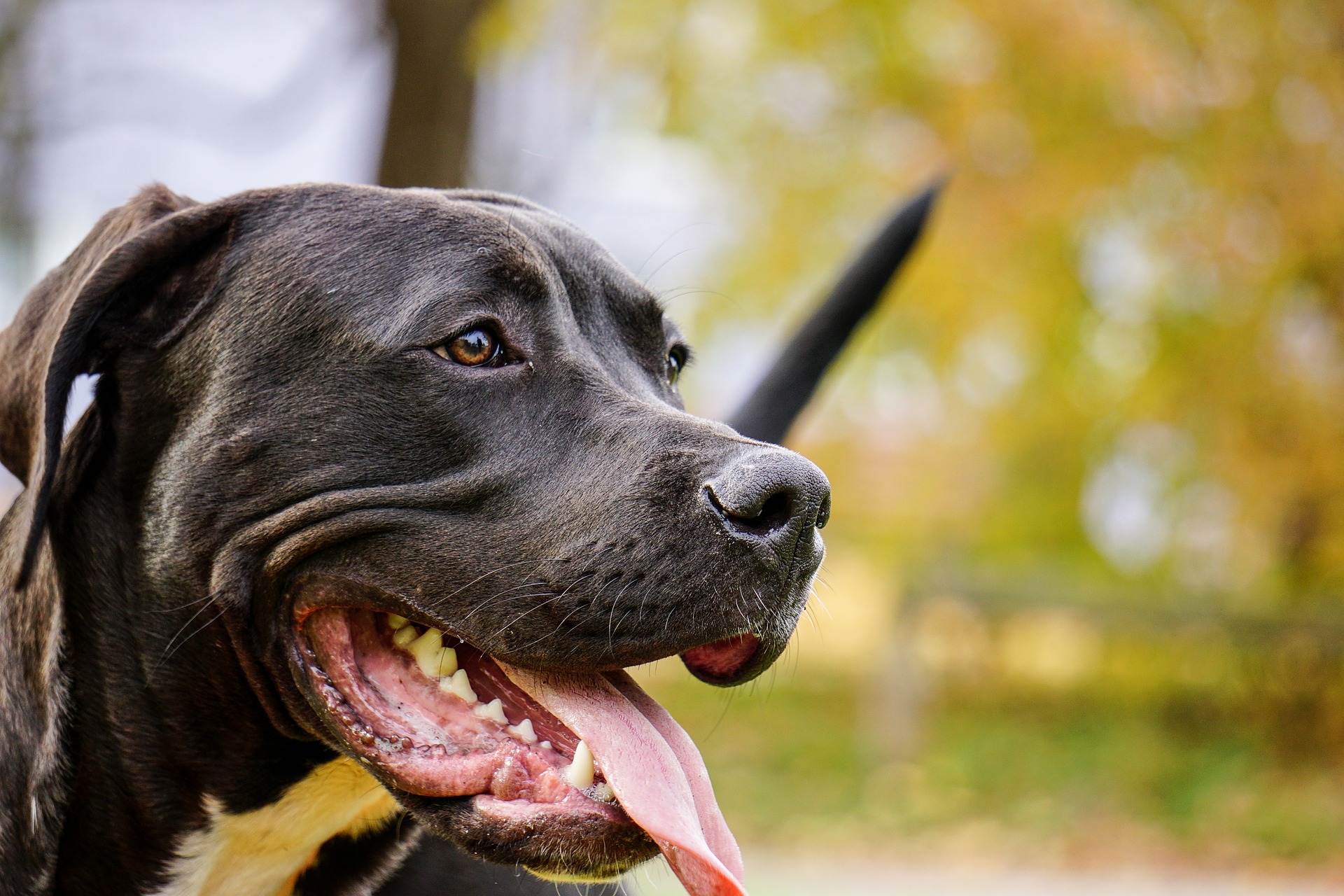 Large black and white pitbull-type dog