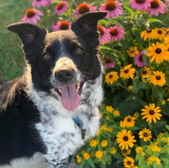 Relaxed and confident mixed breed dog standing in front of Wisconsin wildflowers