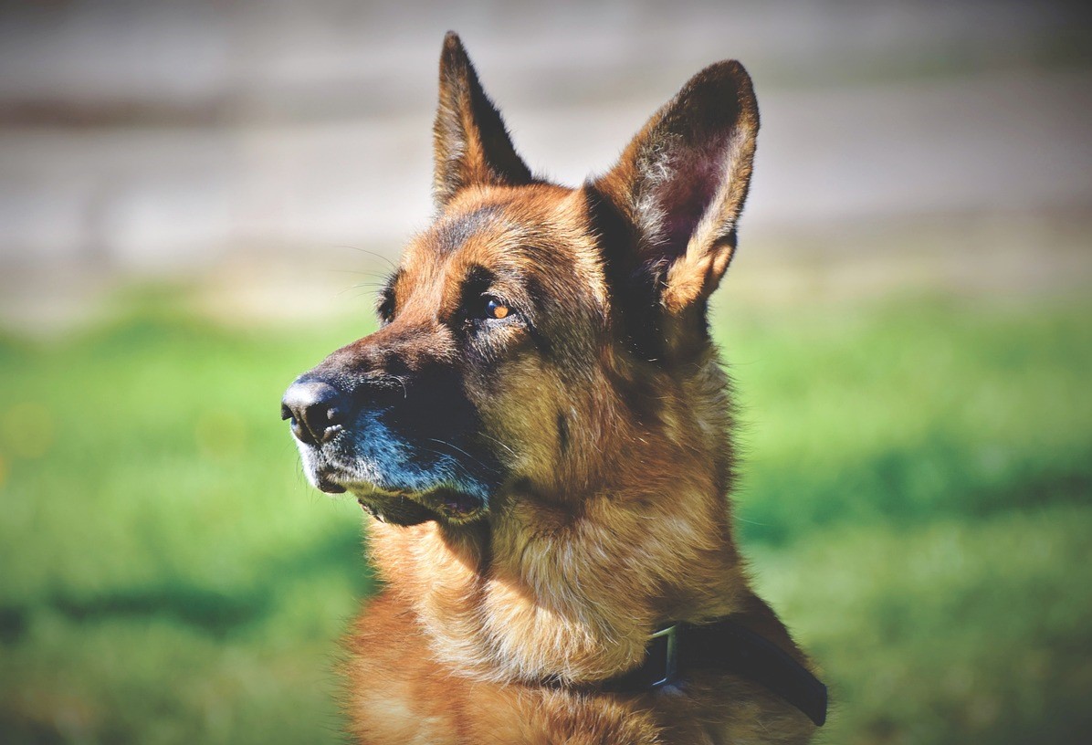 German Shepherd Dog sitting outside, looking off to the distance